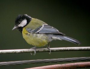 Green-backed Tit