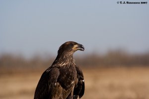 Juvenile Bald Eagle