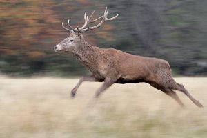 Red Deer running