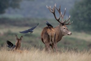 Red Deer and Jackdaws