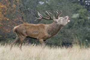 Red Deer roaring