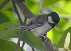 Great Tit