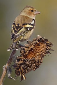 Chaffinch