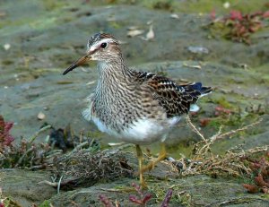 Pectoral Sandpiper