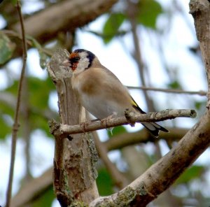 Goldfinch