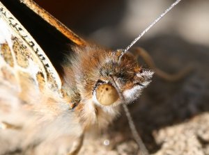 Painted Lady Portrait