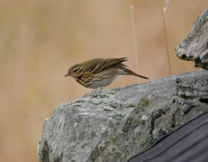 Olive-backed Pipit