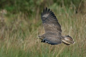 Common Buzzard