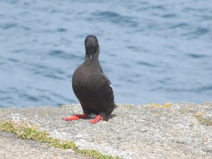 Black Guillemot Preaning