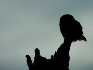 Eurasian Pygmy Owl