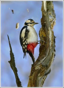 Woodpecker frenzy