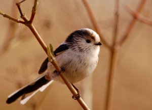 long tailed titmouse