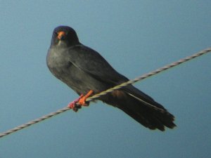 RED FOOTED FALCON (MALE - falco vespertinus)