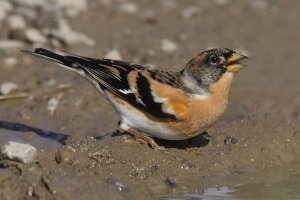 Brambling