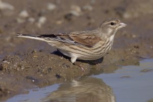 Linnet