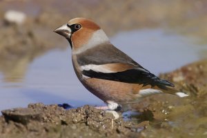 Hawfinch