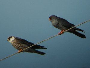 RED FOOTED FALCON (ADULT &  JUVENILE) - falco vespertinus)