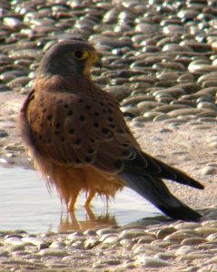 Kestrel