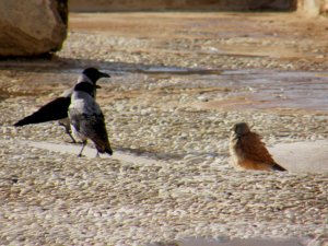 Kestrel with hooded crows.