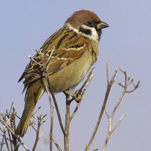 Tree sparrow