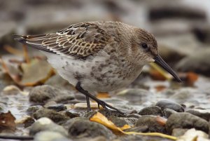 Dunlin