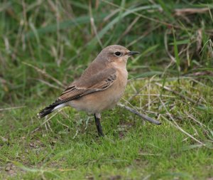 Wheatear