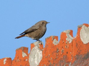 Black Redstart