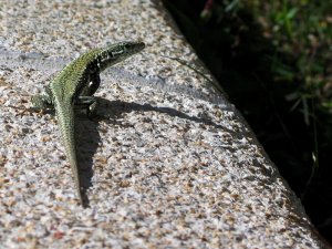 Podarcis muralis (Italy)