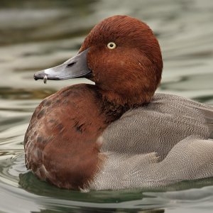 Ferruginous duck x common pochard