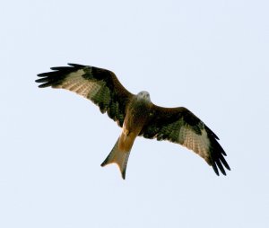 Red Kite