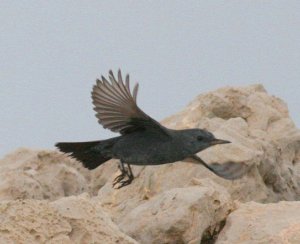 Blue Rock Thrush