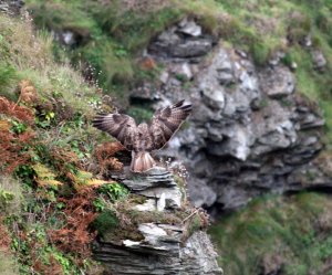 Common Buzzard