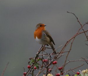 Robin