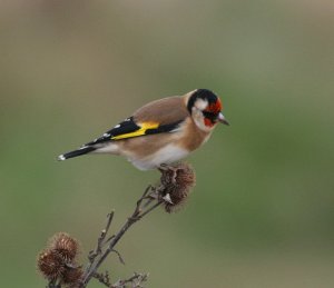 Goldfinch