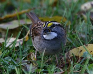 White Throated Sparrow mid chew