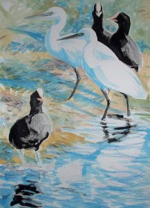 Little Egrets and Coots