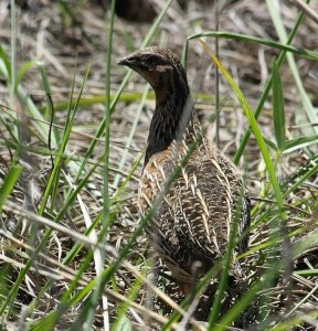 Common Quail