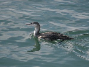 Red-throated Diver