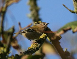 Goldcrest