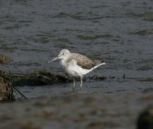 Greenshank