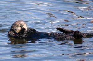 Otter embarassment