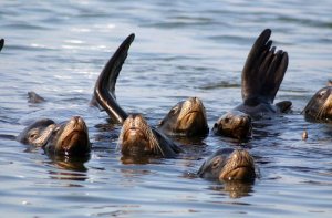 Sea Lion group