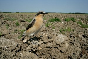 Wide Wheatear