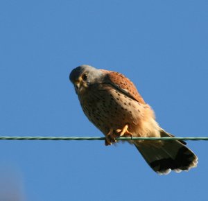 Common Kestrel