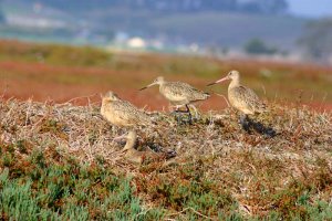 Marbled Godwits