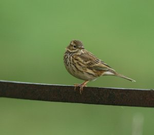 Meadow Pipit