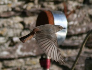 Black Redstart Flight