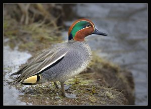 Another Common Teal