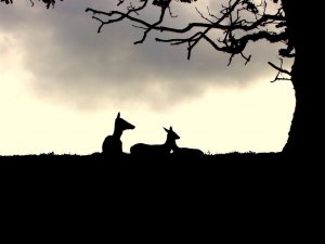 Red Deer