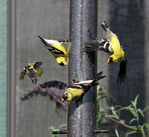 Finch Frenzy